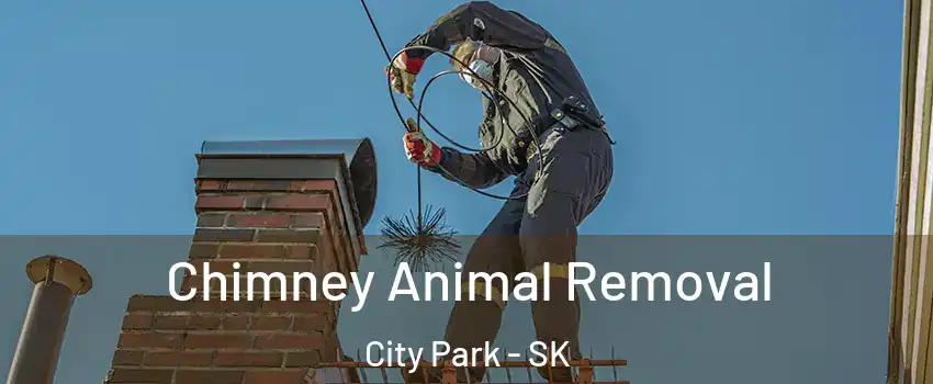 Chimney Animal Removal City Park - SK