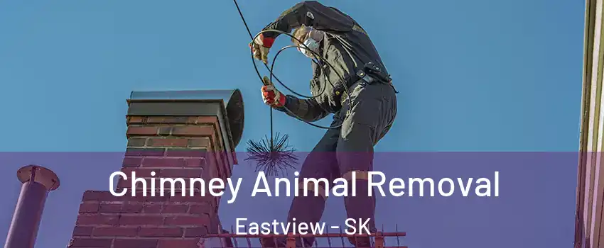 Chimney Animal Removal Eastview - SK